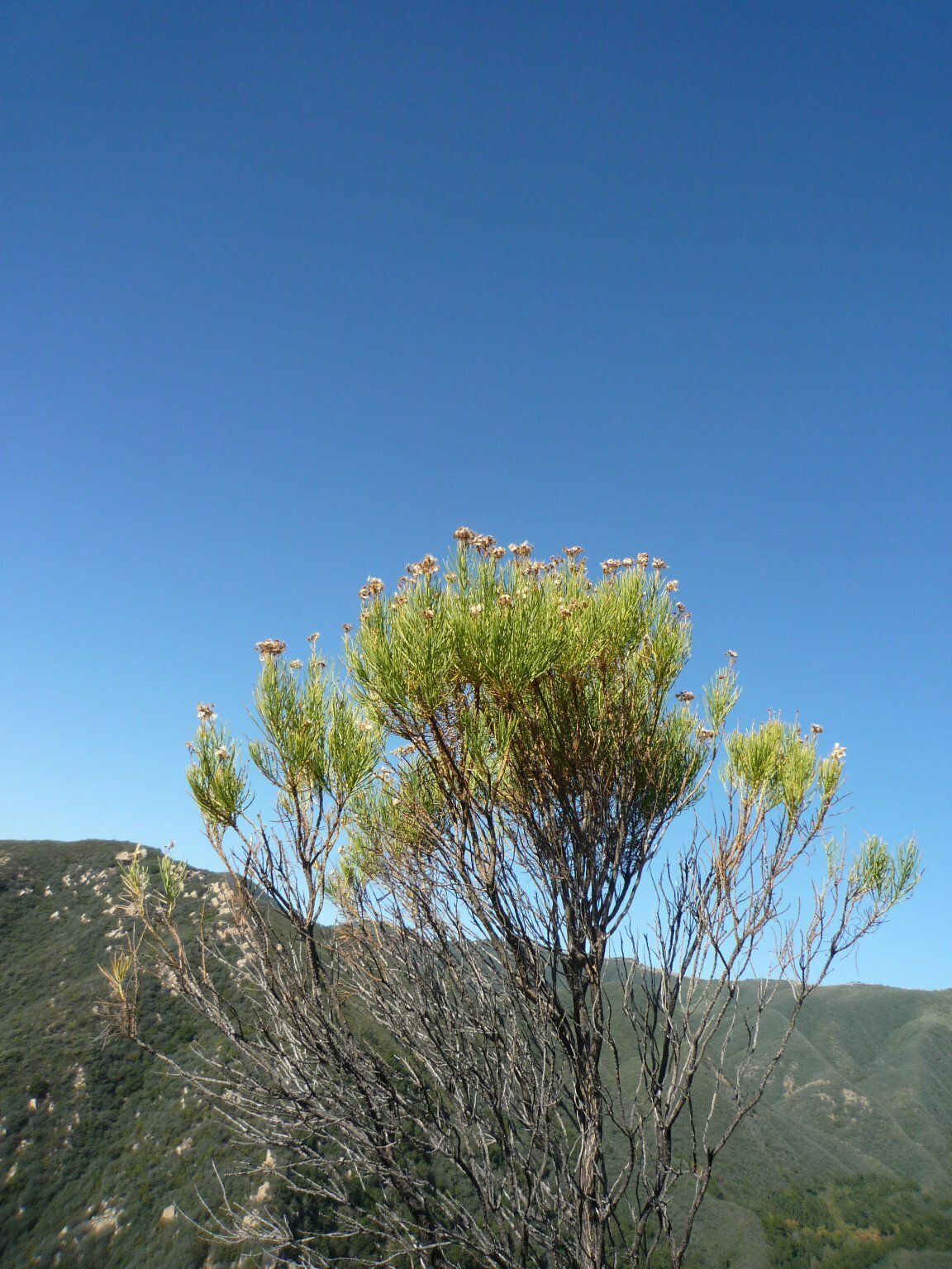 High Resolution Ericameria arborescens Fruit